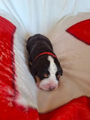 Les chiots de Grand bouvier suisse