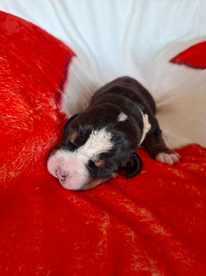 Les chiots de Grand bouvier suisse