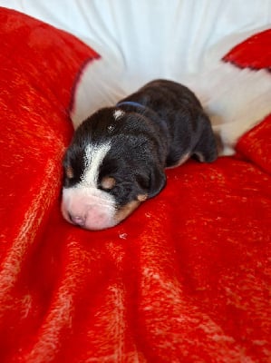 Grand bouvier suisse