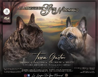 Les chiots de Bouledogue français