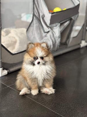 Les chiots de Spitz allemand