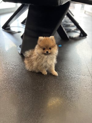 Les chiots de Spitz allemand