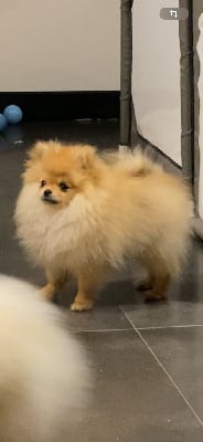 Les chiots de Spitz allemand