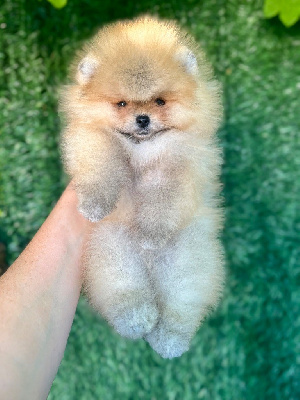 Les chiots de Spitz allemand