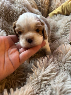 Les chiots de Cavalier King Charles Spaniel