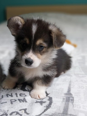 Les chiots de Welsh Corgi Pembroke