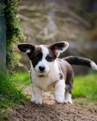 Les chiots de Welsh Corgi Cardigan