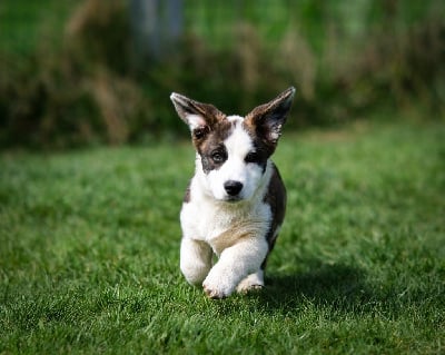 Les chiots de Welsh Corgi Cardigan