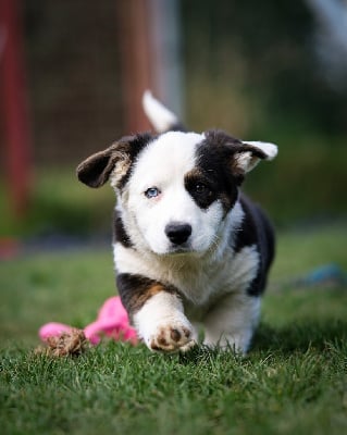 Les chiots de Welsh Corgi Cardigan