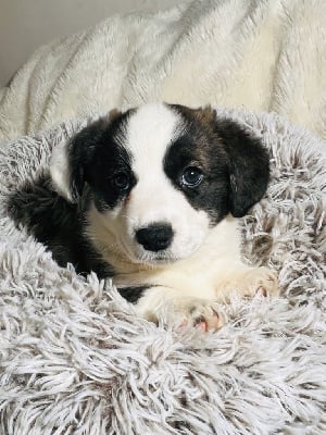 Les chiots de Welsh Corgi Cardigan