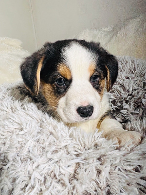 Les chiots de Welsh Corgi Cardigan