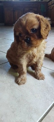 Cavalier King Charles Spaniel