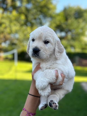 Les chiots de Golden Retriever