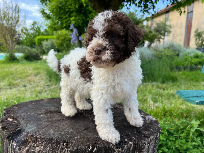 Les chiots de Lagotto Romagnolo