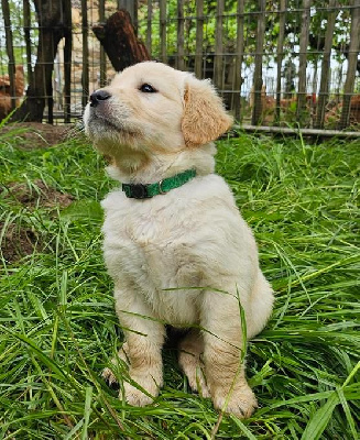 Les chiots de Golden Retriever