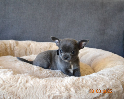 Les chiots de Chihuahua