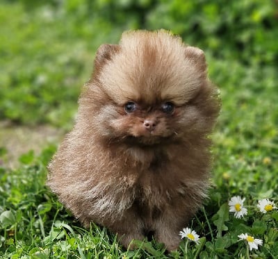 Les chiots de Spitz allemand