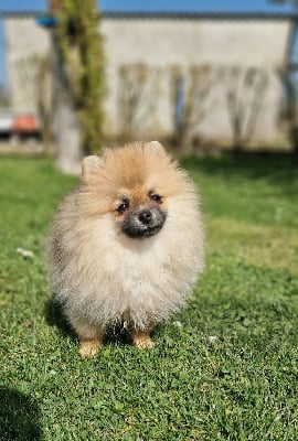 Les chiots de Spitz allemand