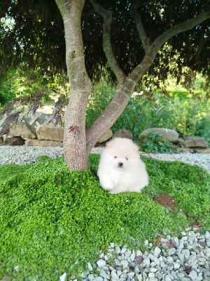 Les chiots de Spitz allemand