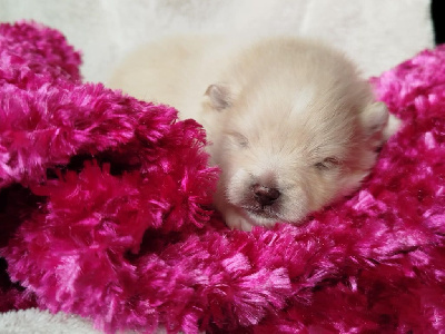 Les chiots de Spitz allemand
