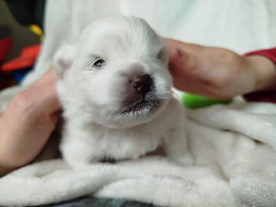 Les chiots de Spitz allemand