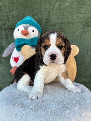 Beagle