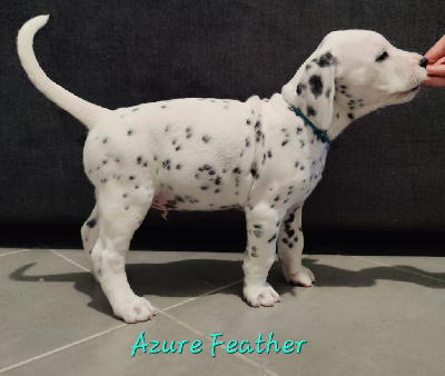 Les chiots de Dalmatien