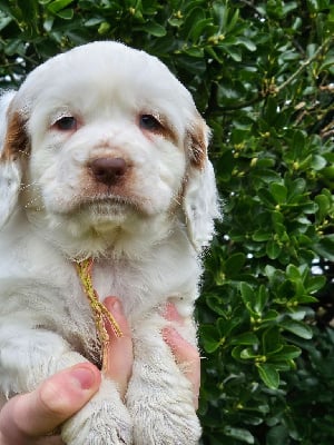 Les chiots de Clumber Spaniel