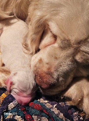 Clumber Spaniel