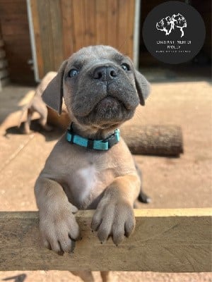 Cane Corso