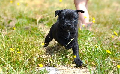Staffordshire Bull Terrier