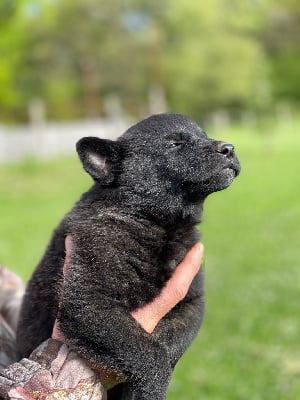 Les chiots de Berger hollandais