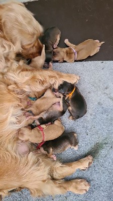 Cocker Spaniel Anglais