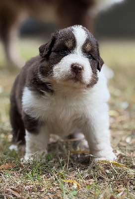 Accrobat - Berger Australien