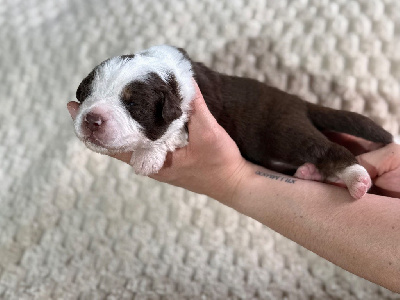 Les chiots de Berger Australien