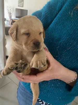 Les chiots de Labrador Retriever