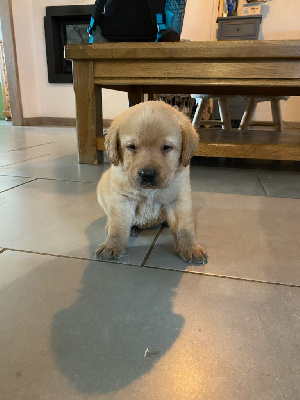 Les chiots de Labrador Retriever