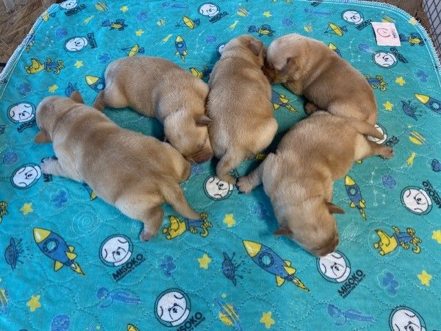 CHIOT 4 - Labrador Retriever