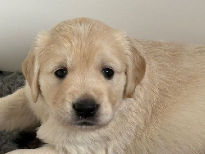 Les chiots de Golden Retriever