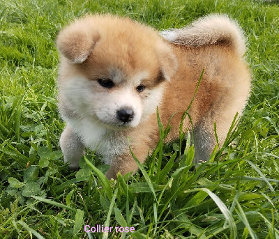 Les chiots de Akita