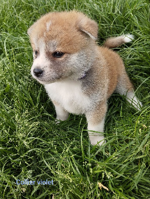 Les chiots de Akita