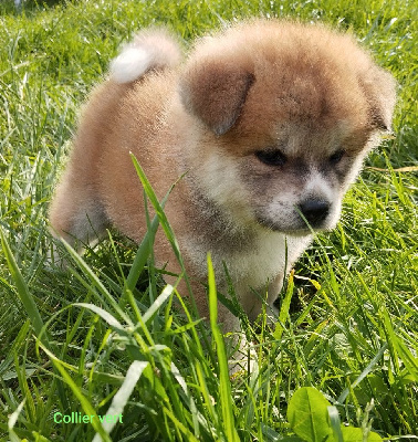Les chiots de Akita
