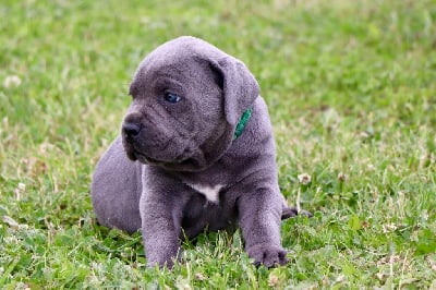 Les chiots de Cane Corso