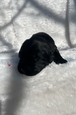 Les chiots de Labrador Retriever