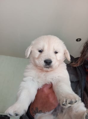Les chiots de Golden Retriever