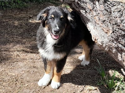 Les chiots de Berger Australien