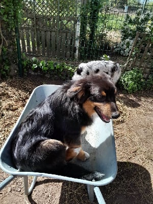 Les chiots de Berger Australien