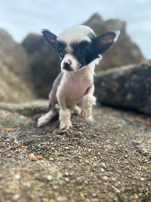 Les chiots de Chien chinois à crête