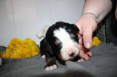 Les chiots de Bouvier Bernois