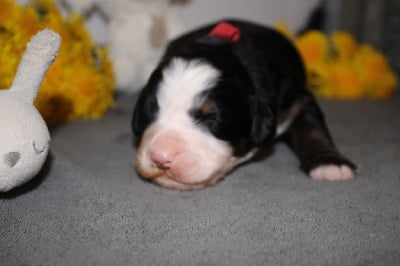 Les chiots de Bouvier Bernois